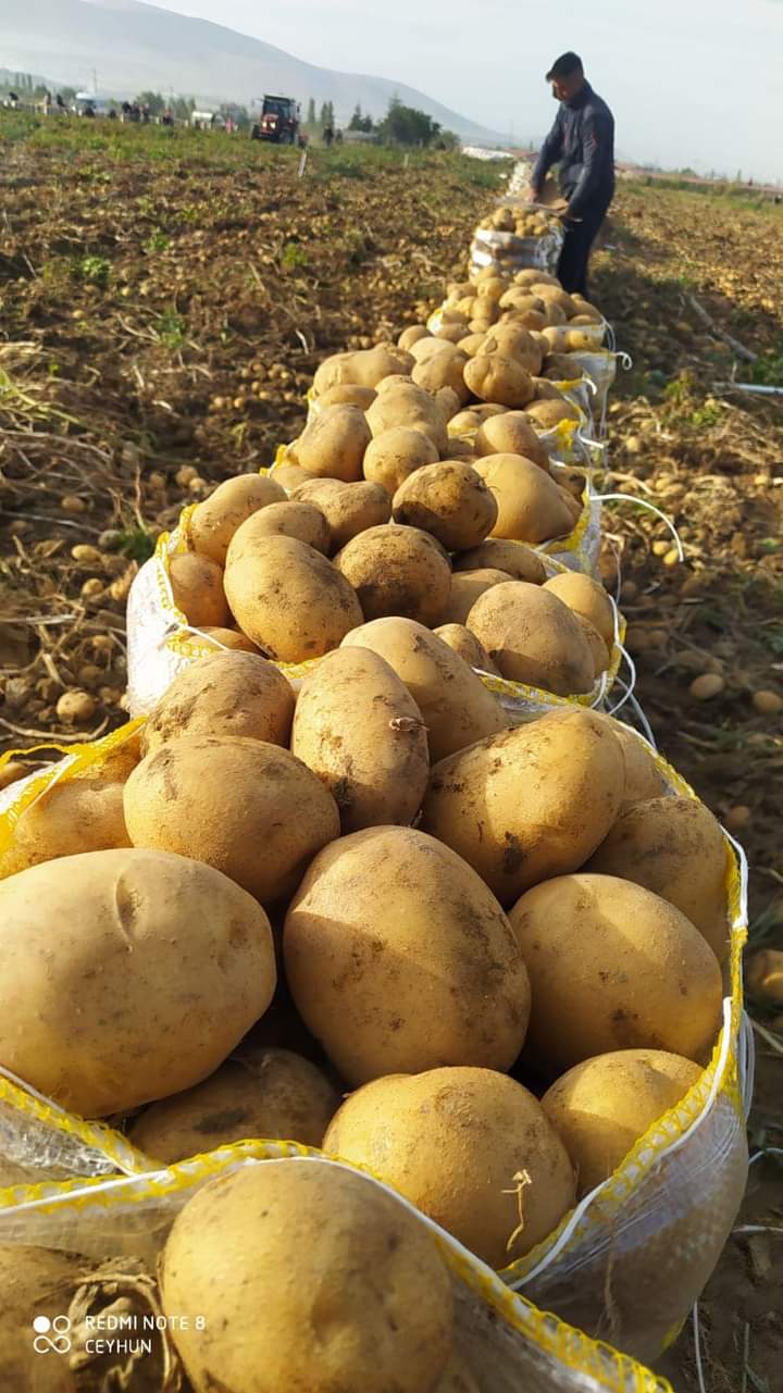 PATATES